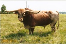 D/O KANSAS COWBOY