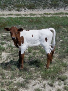 DONNIE'S HEIFER