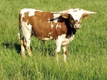 DR Cowboy