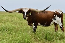 GLR TEXANA ROYALE