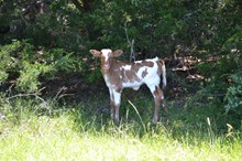 Royal "T" x Miss Tuff 2 Drag Heifer 505
