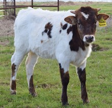 Kawliga x Twisted Bandita steer
