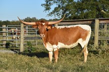RWR Villa's Ruby 219