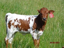 MTR FOXY REDHEAD 52/21