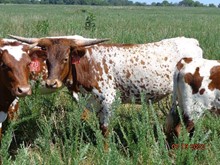 MTR DOTTIE 48/21