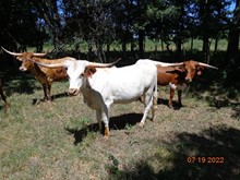 MTR COW 36/20