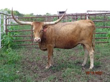 MTR QUEEN BEE 22/18