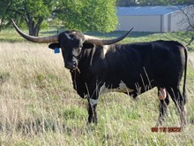 MTR BULL 19/29
