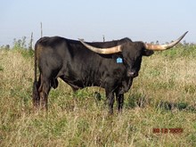 MTR BULL 19/25