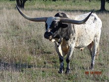 MTR COWBOYS SHADOW 77/14