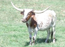 MTR COW 83/19