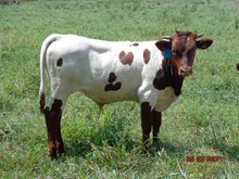 MTR BULL CALF 21/20