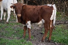 SHR WOW'S GRACYLN - BULL