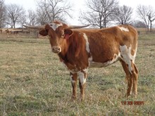 MTR RITA'S SADDLE 32/20