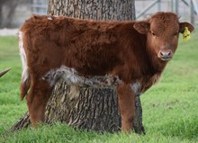 Kawliga Chex x BL Sage Hen bull calf