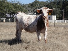 SR Frisky Whiskey 952