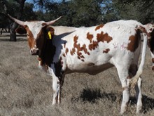 SR Snicker Doodle 945