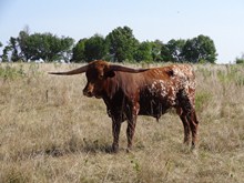 MTR BUCKSHOT 23/12