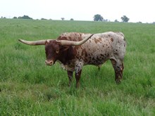 MI TIERRA TORO 119/9