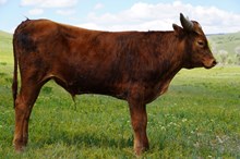 Steer Calf