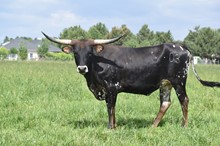 RNL Merna