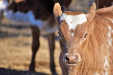 ATR BULL CALF 
