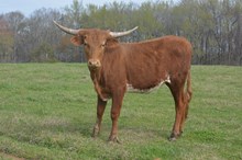 KCCI Carolina Cedar