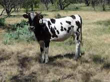 BR Calico Kid