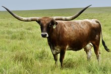  SHEZA TEXANA TOP GAL
