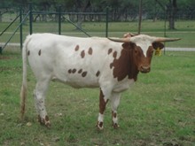 SR Hollywood's Pride 872