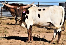 COW GIRL UP LV
