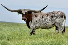 Del Rio EOT