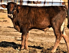 JR BRINDLE IRON