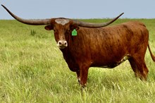 GLR MONIKAS ROYALTY GAL