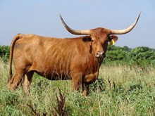 MTR SUPER HUSKER 12/38