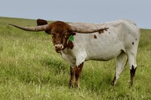 GLR  TUFF GROUND GAL
