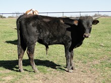 Bull Calf