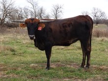 MTR OTTER 15/29