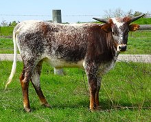 Texas Mystic Topaz