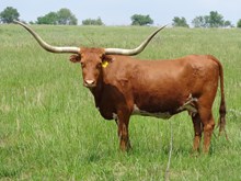 MI TIERRA VACA 951