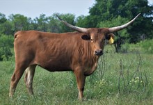 CBF TAIMA SAGE