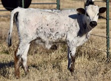 STEEL BONNET X TLS SAFARI WILDFIRE HEIFER CALF
