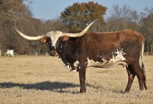 Majestic Cowgirl CPL
