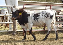 725 Bull