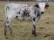 MTR CHOCOLATE CHIP 50/17