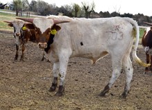 703 Bull