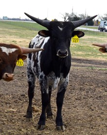 727 Bull