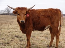 MTR COWBOY'S MAMA 16/99