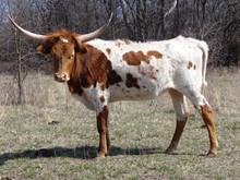 MTR SHEZ DIXIE 16/40