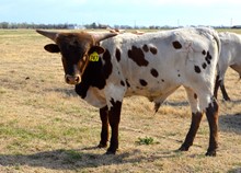 747 Bull